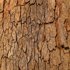 bark of tree with crack texture