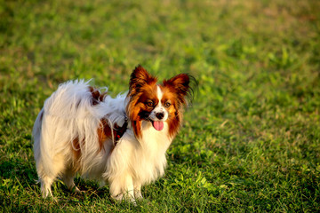 Little fluffy dog with big ears, white, brown, black hair - Papillon waiting for a team on a green grassy lawn in the evening sunset
