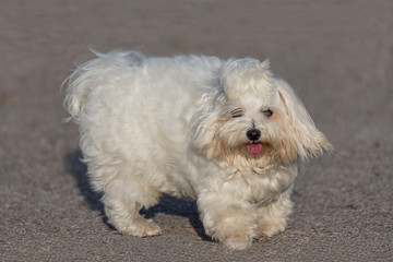 Our little white long-haired Maltese with pink tongue on gray asphalt calls for play and run