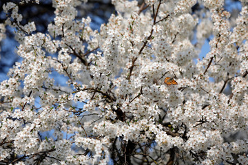 Viele Insekten wie Schmetterlinge und Bienen finden an den weißen Blüten des Plaumenblüte, Kirschblüte im Frühling Nahrung