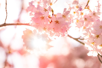 Closeup of pink cherry sakura blossom tree branch with sun rays flare on sky and flower petals in spring in Washington DC © Andriy Blokhin