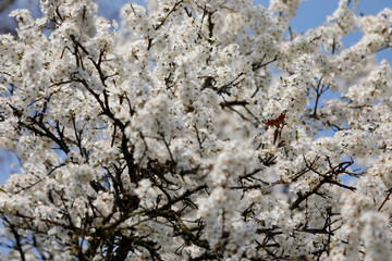 Viele Insekten wie Schmetterlinge und Bienen finden an vielen weißen und rosanen Blüten des Pflaumen Baumes im Frühling Nahrung