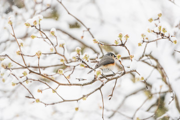Closeup of one tufted titmouse bird perched on tree branch during heavy winter snow colorful in Virginia with flower buds