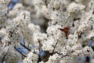 Viele Insekten wie Schmetterlinge Admiral, kleiner Fuchs und Bienen finden an den vielen abstrakten...