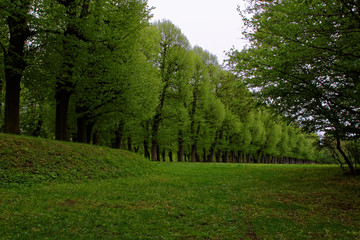 beautiful colors of nature in the spring Park