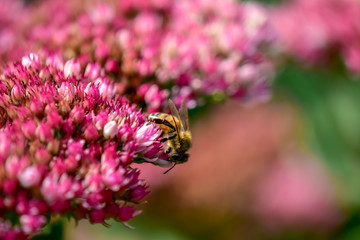 Honey Bee on Pink Milkweed