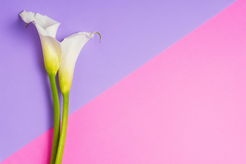 White calla lilies on purple and pink  background with copy space, top view