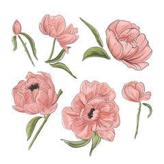 Tender pink peony decoration. Hand-drawn garden flowers clipart good for wedding invitations, clipart, greeting card. Vector watercolor illustration