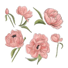 Samtvorhänge Pfingstrosen Zarte rosa Pfingstrose Dekoration. Handgezeichnete Gartenblumen Cliparts gut für Hochzeitseinladungen, Cliparts, Grußkarten. Vektor-Aquarell-Illustration