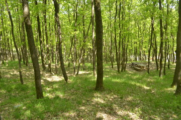 Fototapeta premium trees in forest