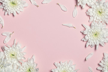 White flowers over pink  background. Flat lay, top view.