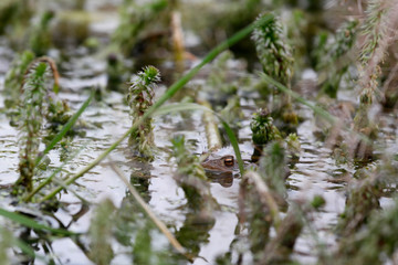 Eine Kröte in einem Teich zwischen Pflanzen und der Wasserpflanze Palmwedel