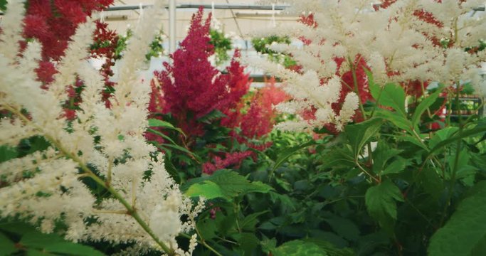 Slow motion alternative angle shot of fresh colorful flowers in a greenhouse in a sunny day.