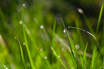 Green grass water drops close up in the morning background