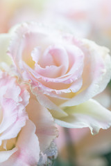 Beautiful and gentle pink Eustoma flowers, Lisianthus, tulip gentian, eustomas. Close up, vertical...