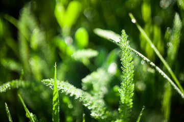 Green grass water drops close up in the morning background