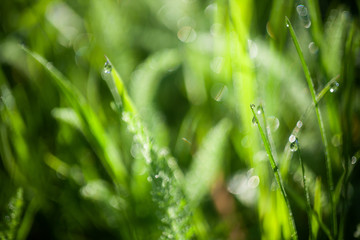 Green grass water drops close up in the morning background