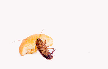 cockroach on white background