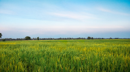 Rice field green grass blue sky in sunset., landscape background, copy space