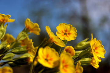 green petal in the desert