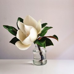 Beautiful white magnolia flower in full bloom in vase, close up, white background. Floral still life © Iryna