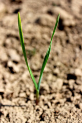 green petal in the desert
