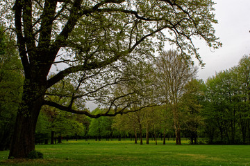 Fototapeta na wymiar beautiful colors of nature in the spring Park