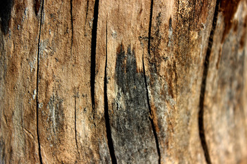 old burnt apple stump