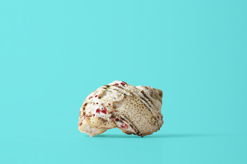 shell on the blue background