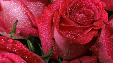 Bright pink rose macro