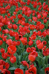 Fototapeta premium Tulip