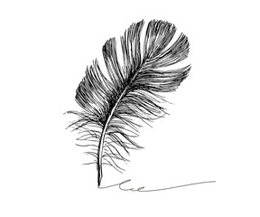 Hand drawn feathers on white background