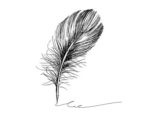 Obraz premium Hand drawn feathers on white background