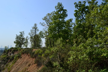 Fototapeta premium tree in the forest