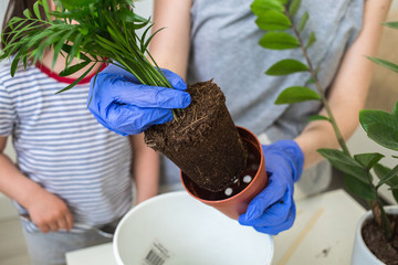 The girl transplants flowers. The houseplant is transplanted into a new pot. Care for a home...