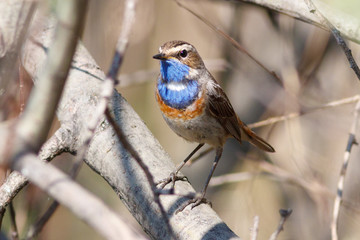 The bluethroat on the branch in sunshine