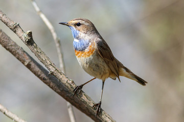 The bluethroat on the branch in sunshine