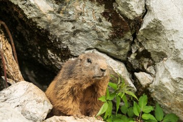 Alert marmot watching from between rocks