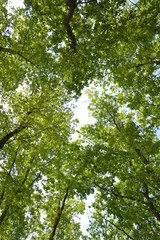 Obraz premium green leaves of a tree