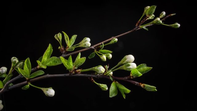 Time lapse of Flowering wite flowers on a black background. Close up. 4K