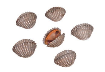 fresh cockles seafood on white background