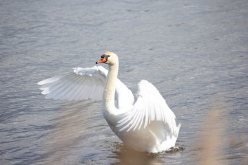 Swan
