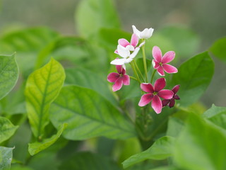 Obraz premium white and red flower on blurred nature background