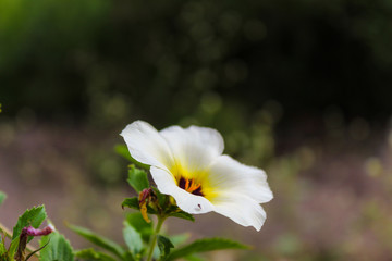 flor - bioma caatinga - nordeste do Brasil - Piauí