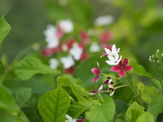 white and red flower on blurred nature background