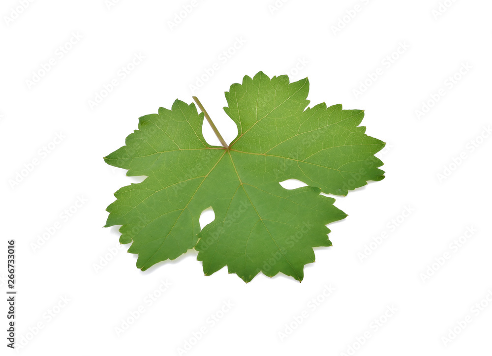 Wall mural Grapes leaf. Isolated on white background