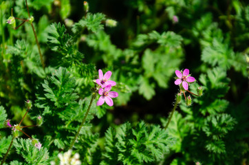 Cute little pink flowers in the grass in the garden