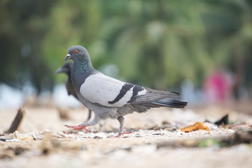 Dove bird and dirty environment garbage