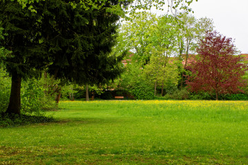 Fototapeta na wymiar beautiful colors of nature in the spring Park