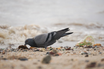 Dove bird and dirty environment garbage